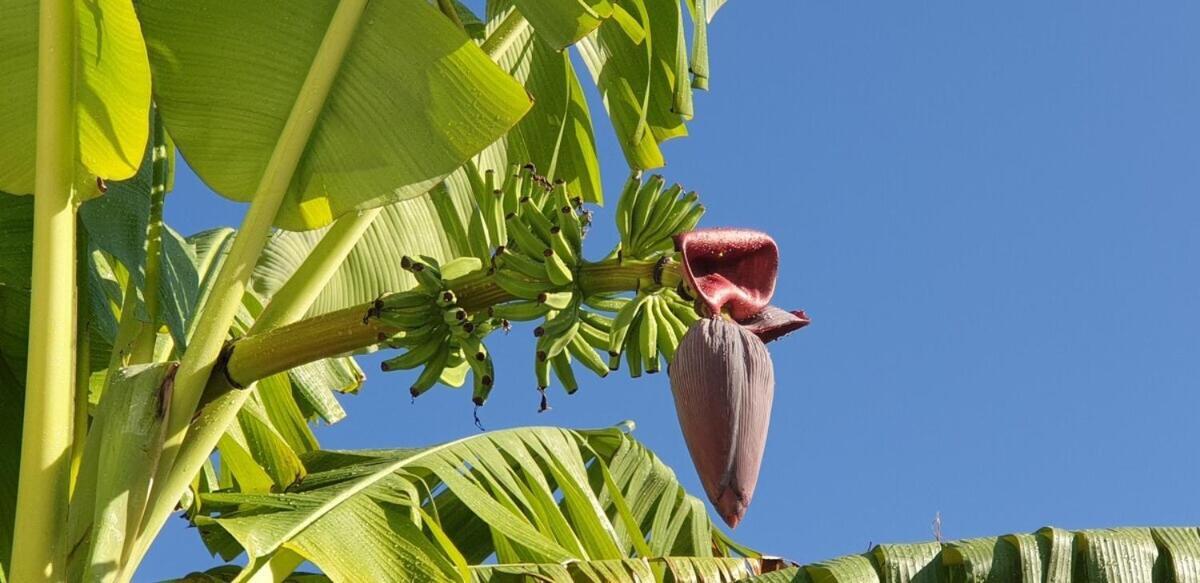 Moana Breeze Rangiroa - Rental Car Included - Air Conditioning - Wi-Fi Tiputa Chambre photo